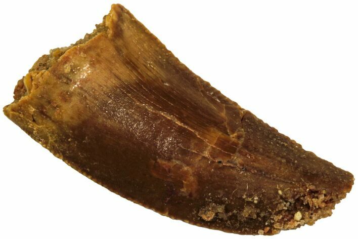 Serrated, Raptor Tooth - Real Dinosaur Tooth #208286